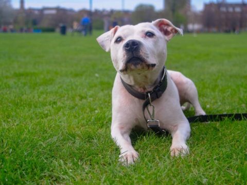North Four, North London magazine, staffie, rehoming, dogs, adoption, foster, staffordshire bull terrier, all dogs matter charity